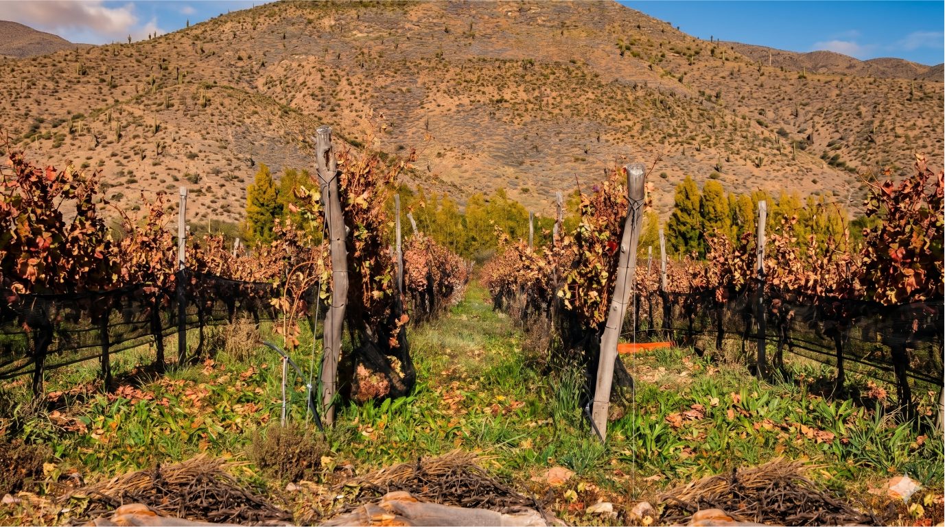 Hileras del viñedo en otoño con los cerros de fondo